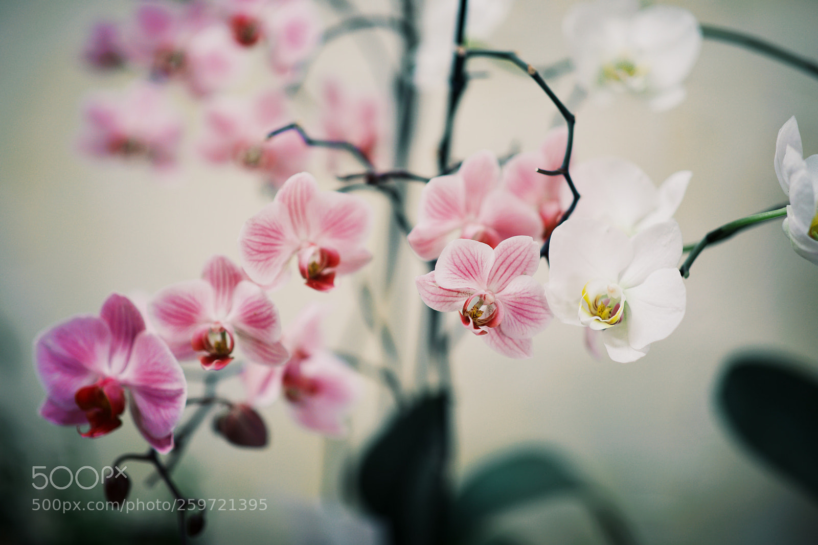 Canon EOS 5D Mark IV sample photo. Untitled photography