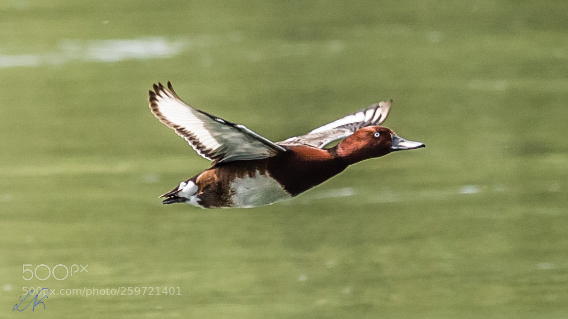 Canon EOS 6D sample photo. Racing duck photography