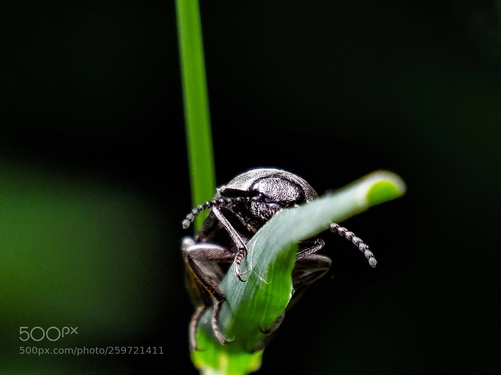 Panasonic Lumix DC-G9 sample photo. Bug photography