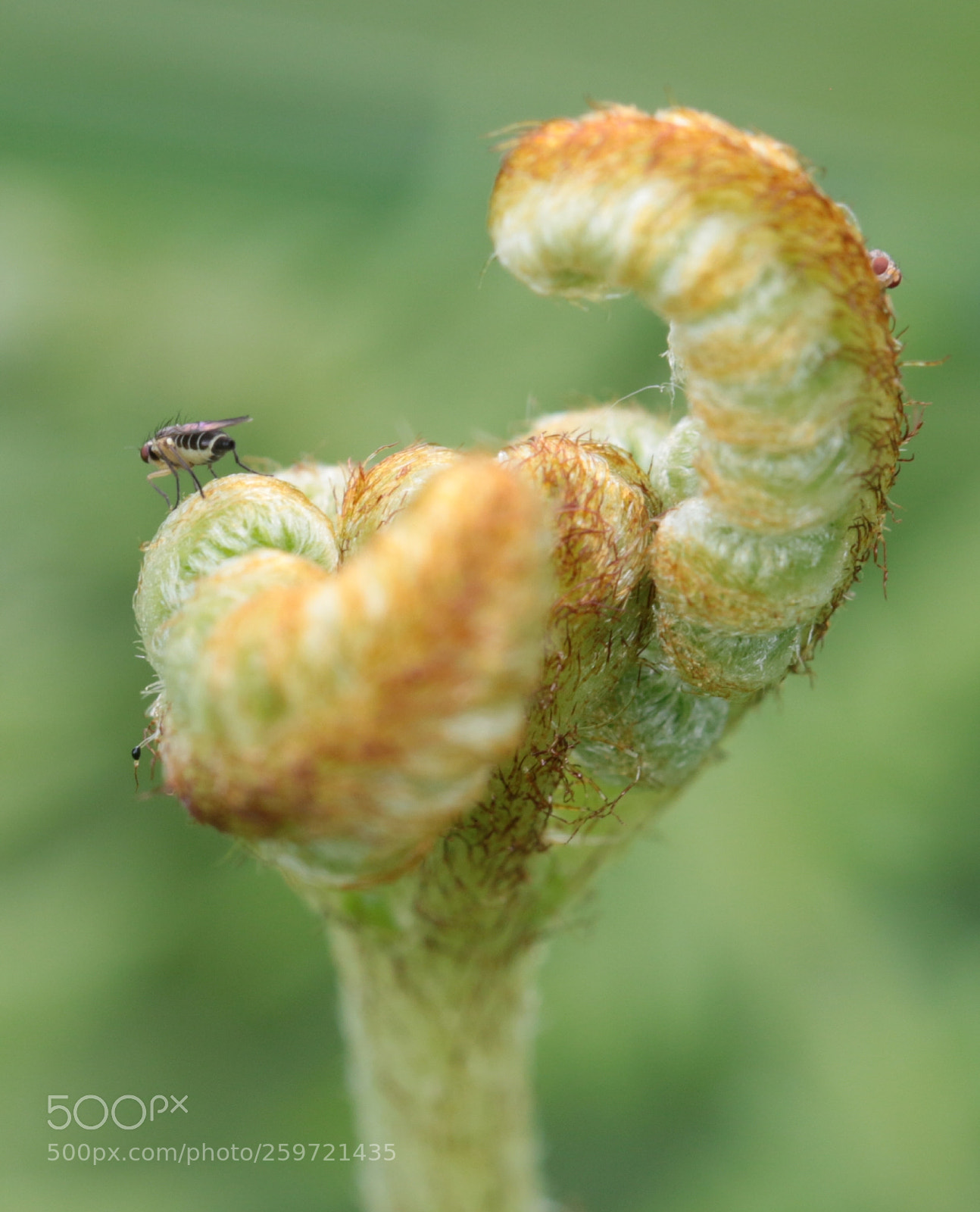 Canon EOS 70D sample photo. Nature photography