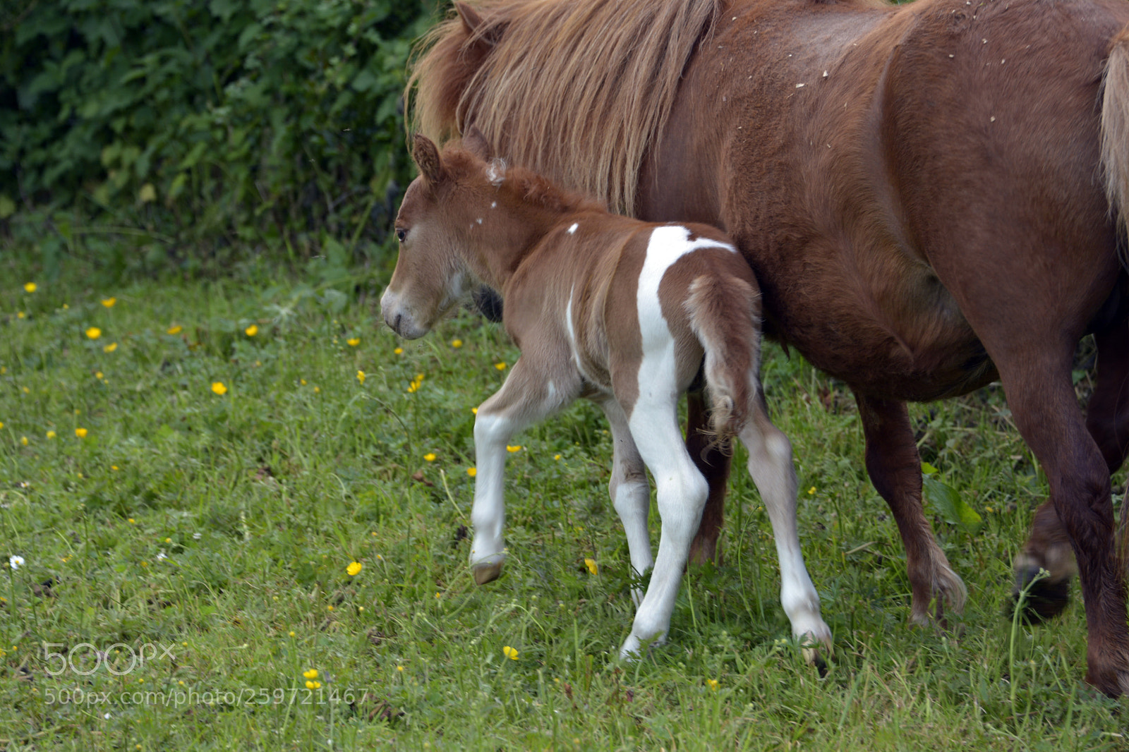 Nikon D7100 sample photo. Miniature foal photography