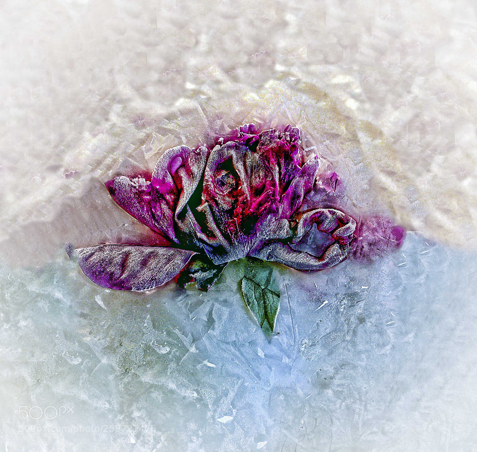 Nikon D810 sample photo. Frozen in time photography
