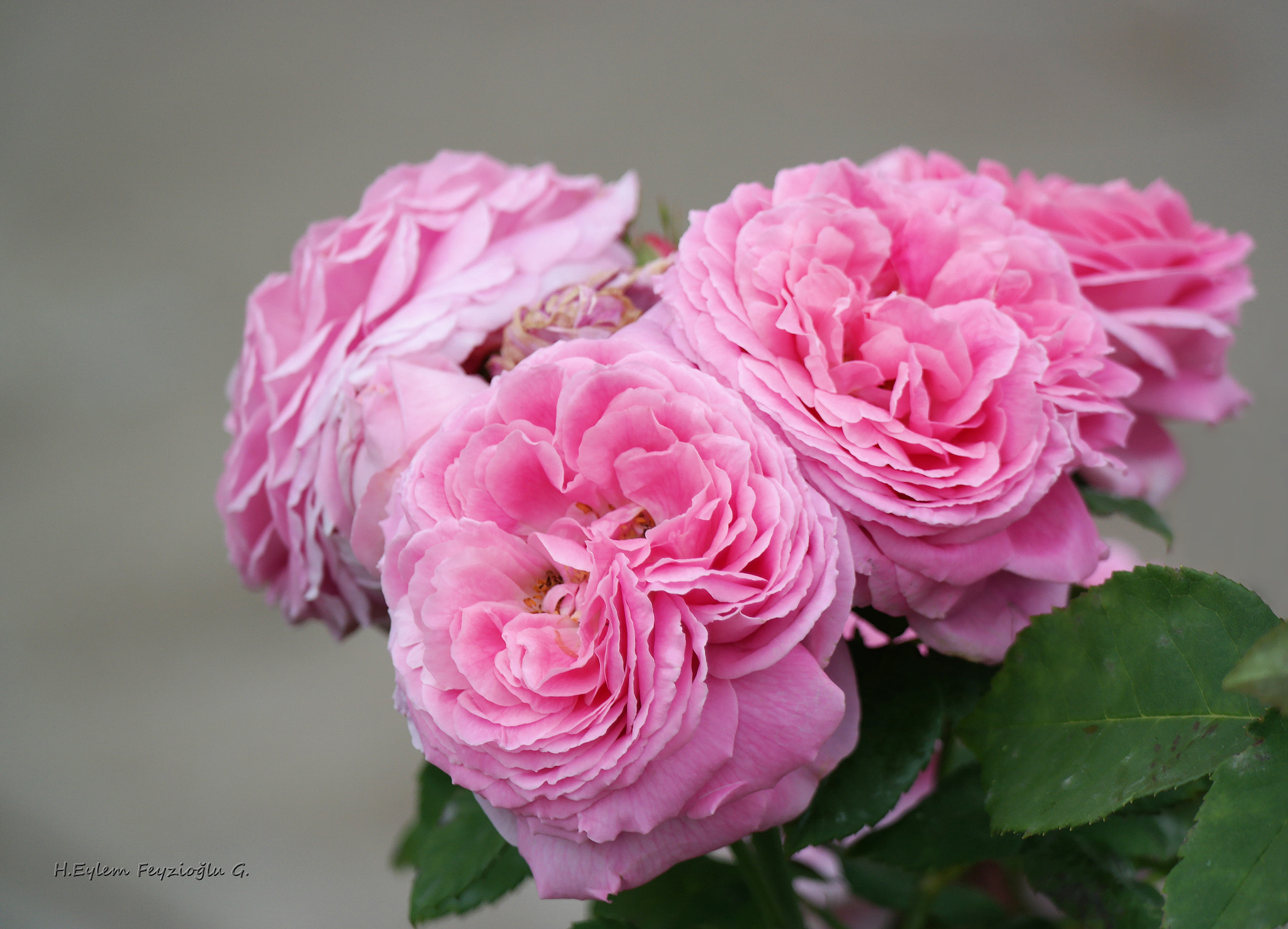 Samsung NX2000 sample photo. Pembe güller photography