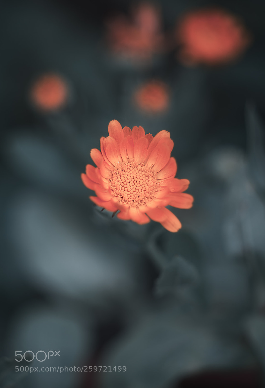 Nikon D610 sample photo. Flower photography