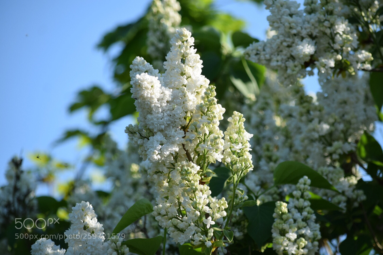 Nikon D5300 sample photo. Untitled photography