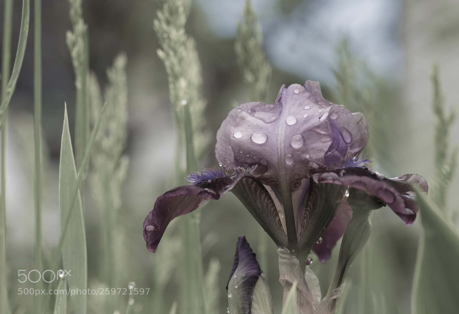 Olympus OM-D E-M5 II sample photo. Iris rhapsodies photography