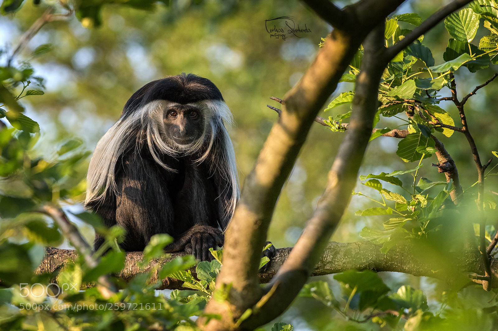 Nikon D750 sample photo. Angolan colobus (colobus angolensis) photography