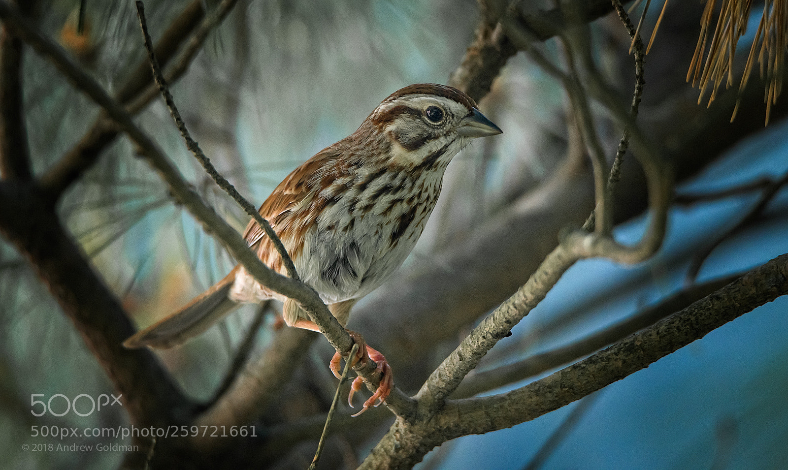Nikon D500 sample photo. Song sparrow 03 photography