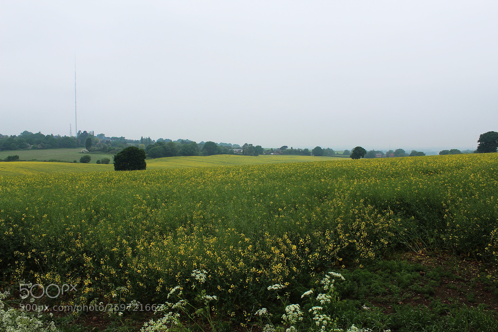 Canon EOS 1300D (EOS Rebel T6 / EOS Kiss X80) sample photo. Field photography