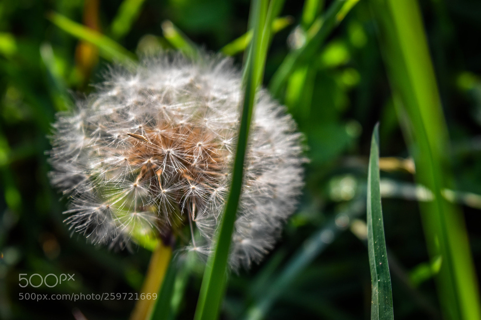 Nikon D5500 sample photo. Dandelion photography