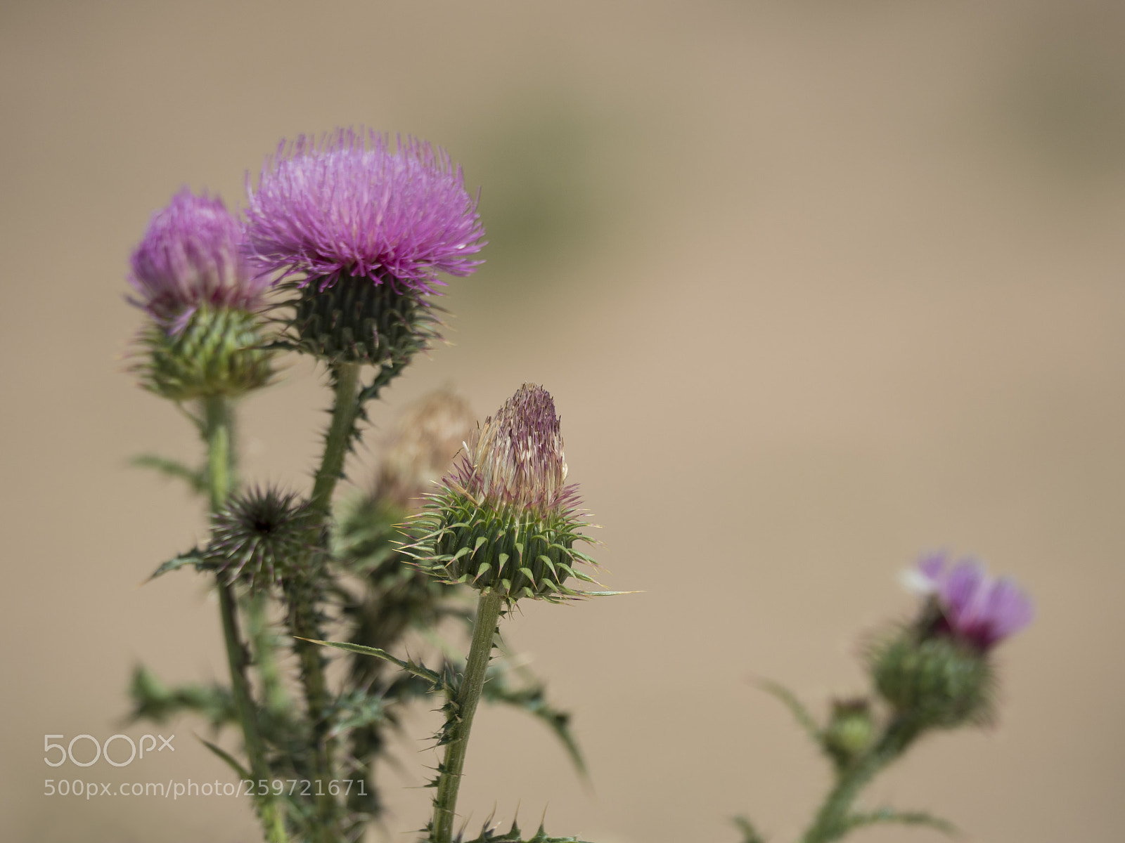 Olympus OM-D E-M1 Mark II sample photo. Onopordum acanthium. photography