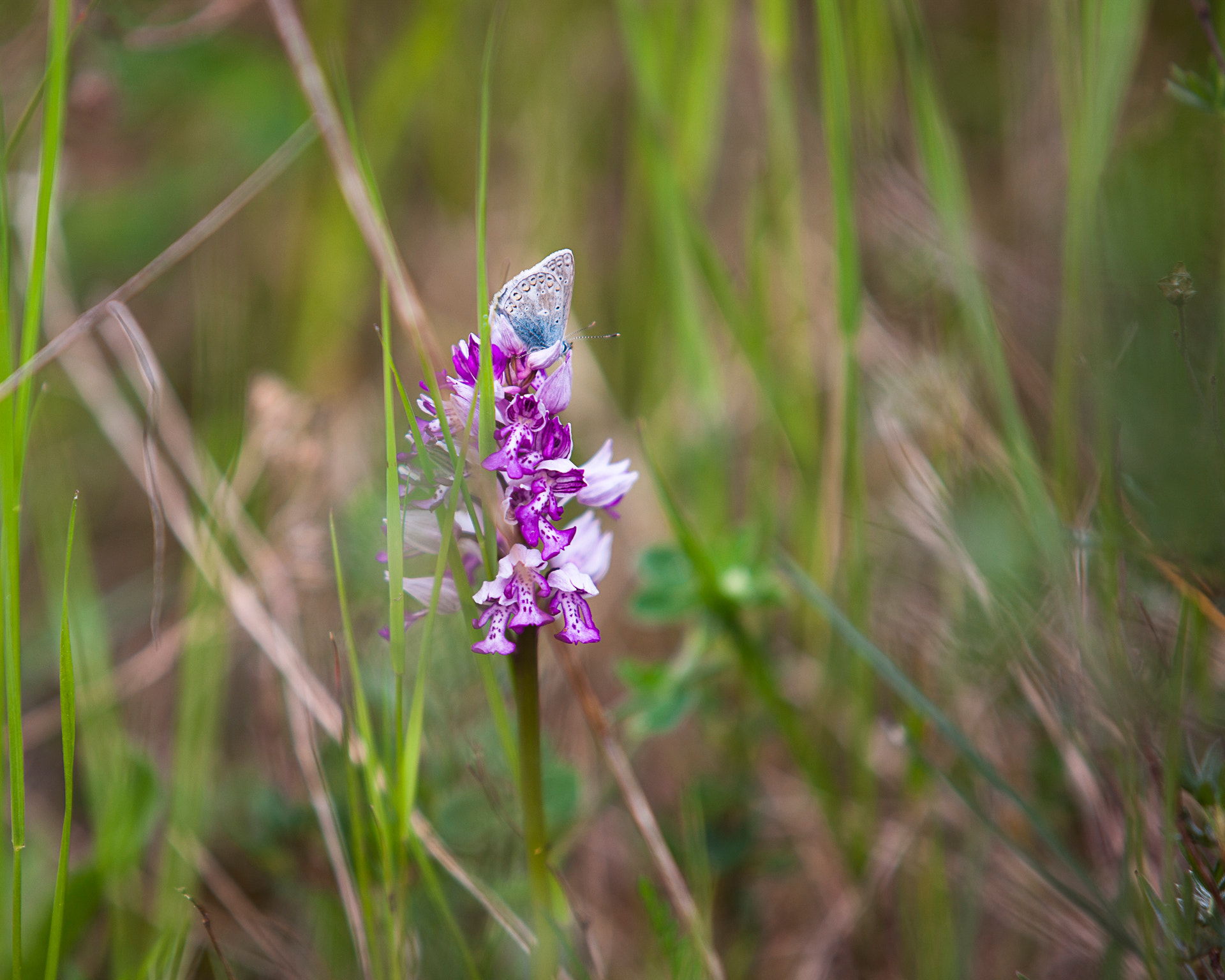 Canon EOS-1Ds Mark III sample photo. Blue butterfly sitting on an orchid. photography