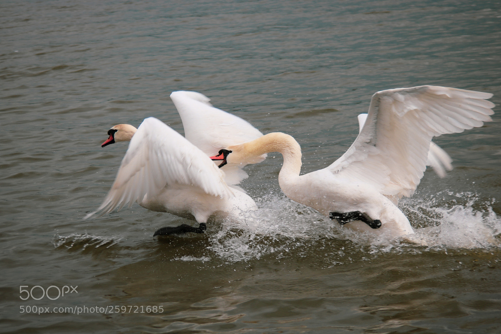 Canon EOS 760D (EOS Rebel T6s / EOS 8000D) sample photo. Race photography