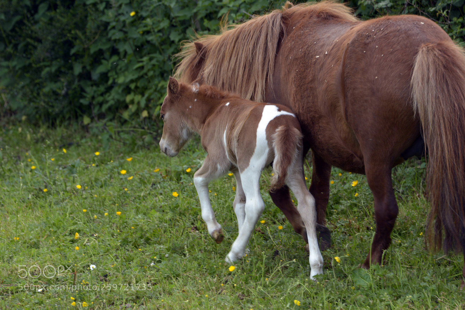Nikon D7100 sample photo. Miniature foal photography