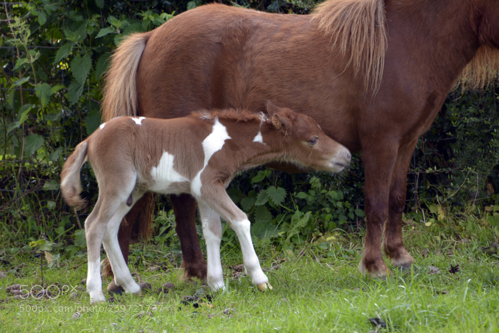 Nikon D7100 sample photo. Miniature foal photography