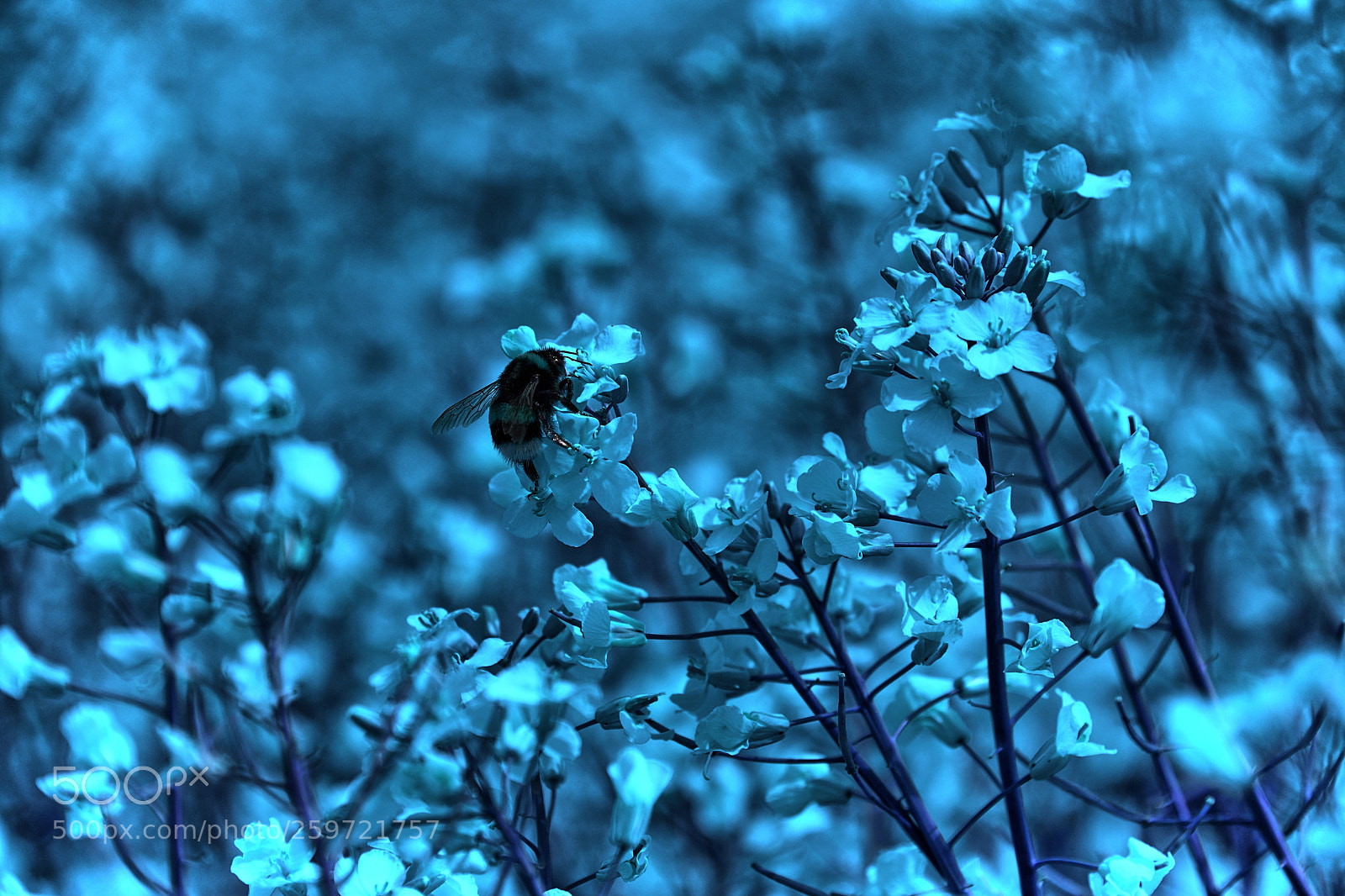 Nikon D850 sample photo. Uv photography
