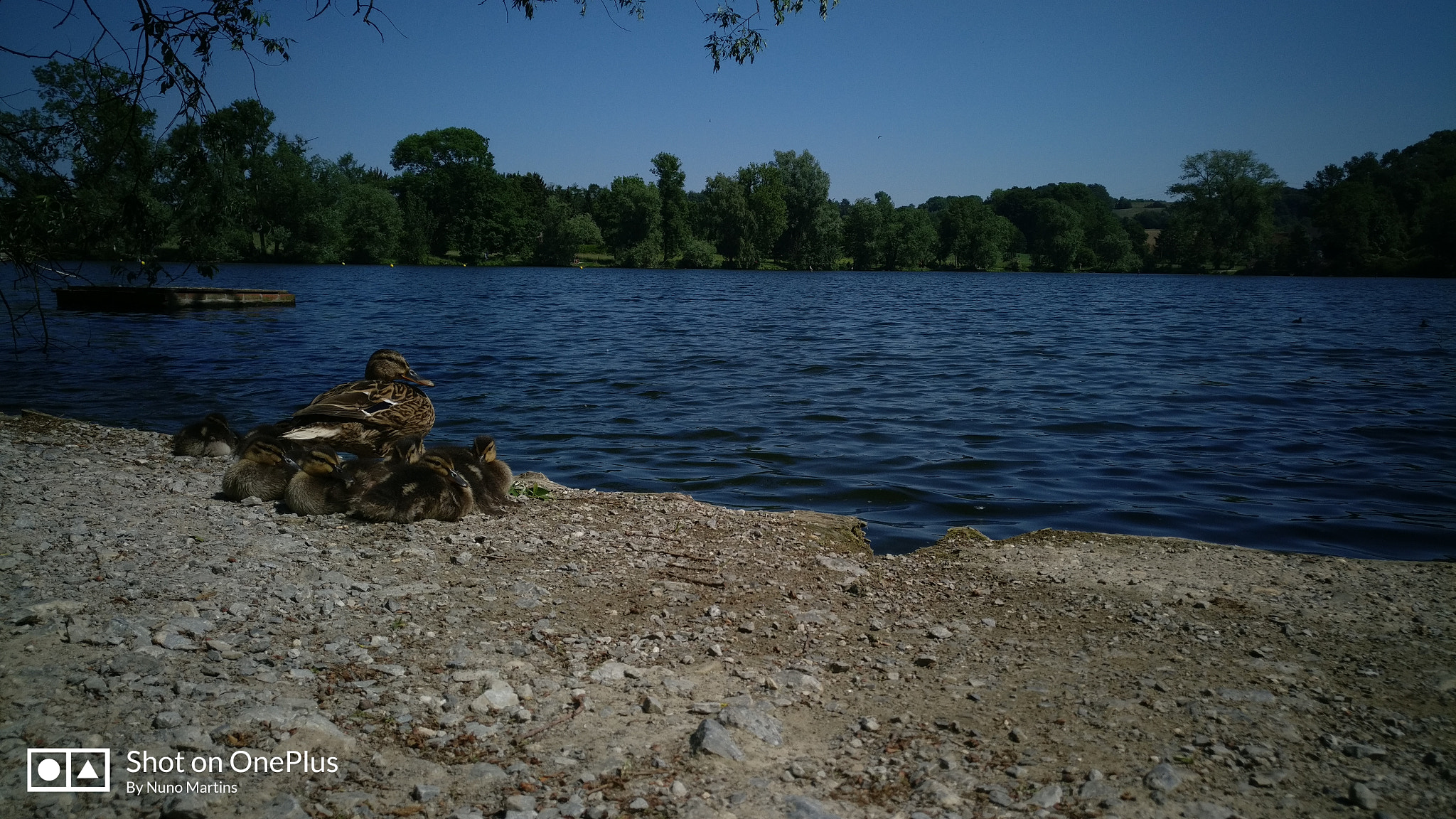 OnePlus A3003 sample photo. Natur photography