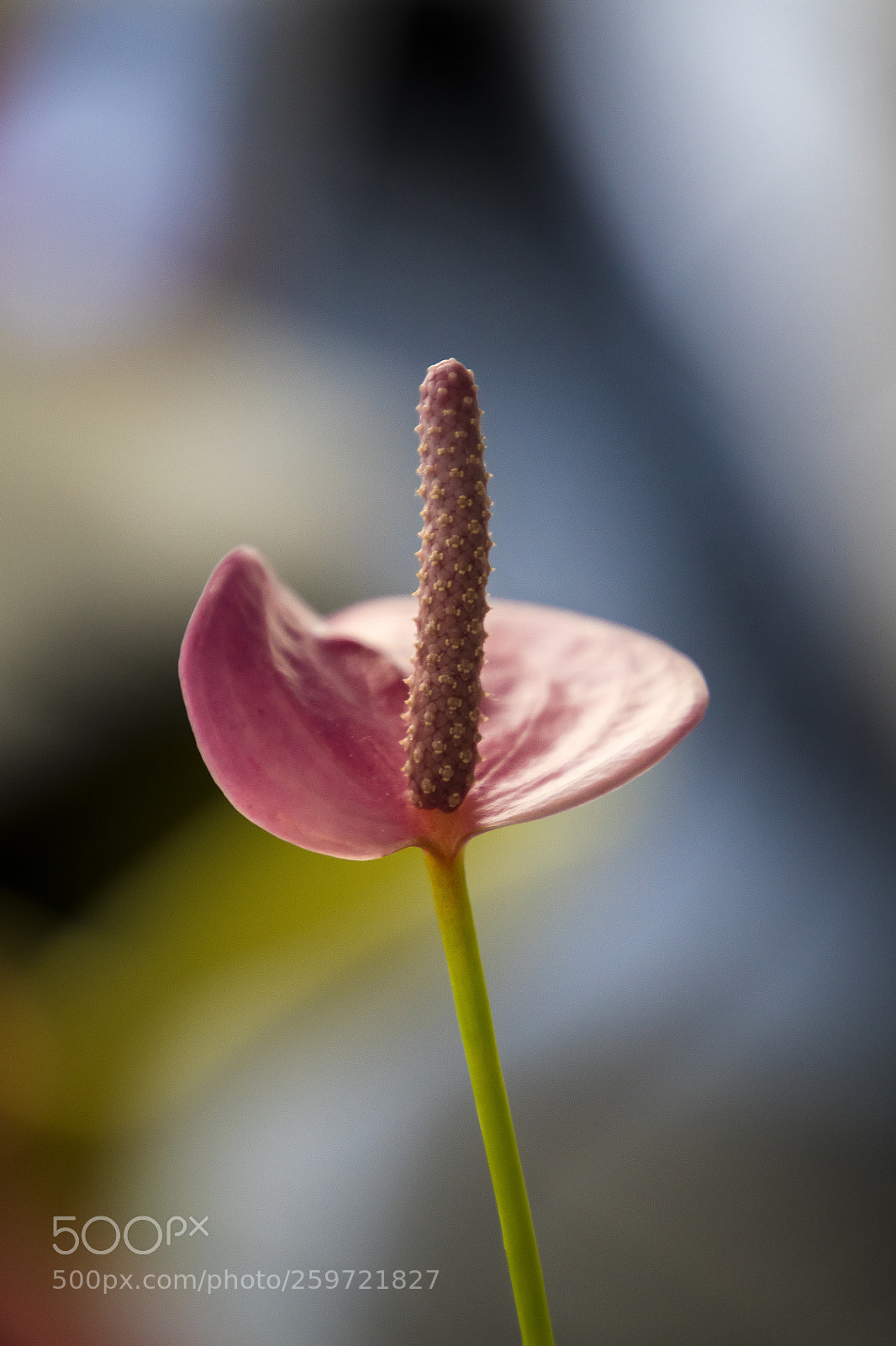 Nikon D7500 sample photo. Nikon photography