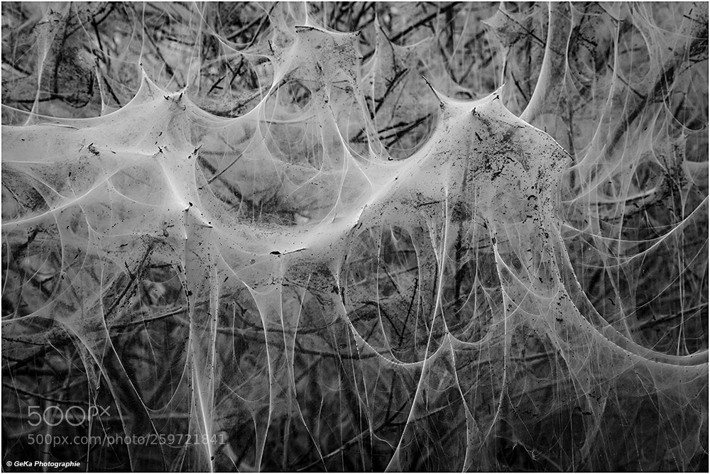 Canon EOS 5D Mark II sample photo. Gespinst photography