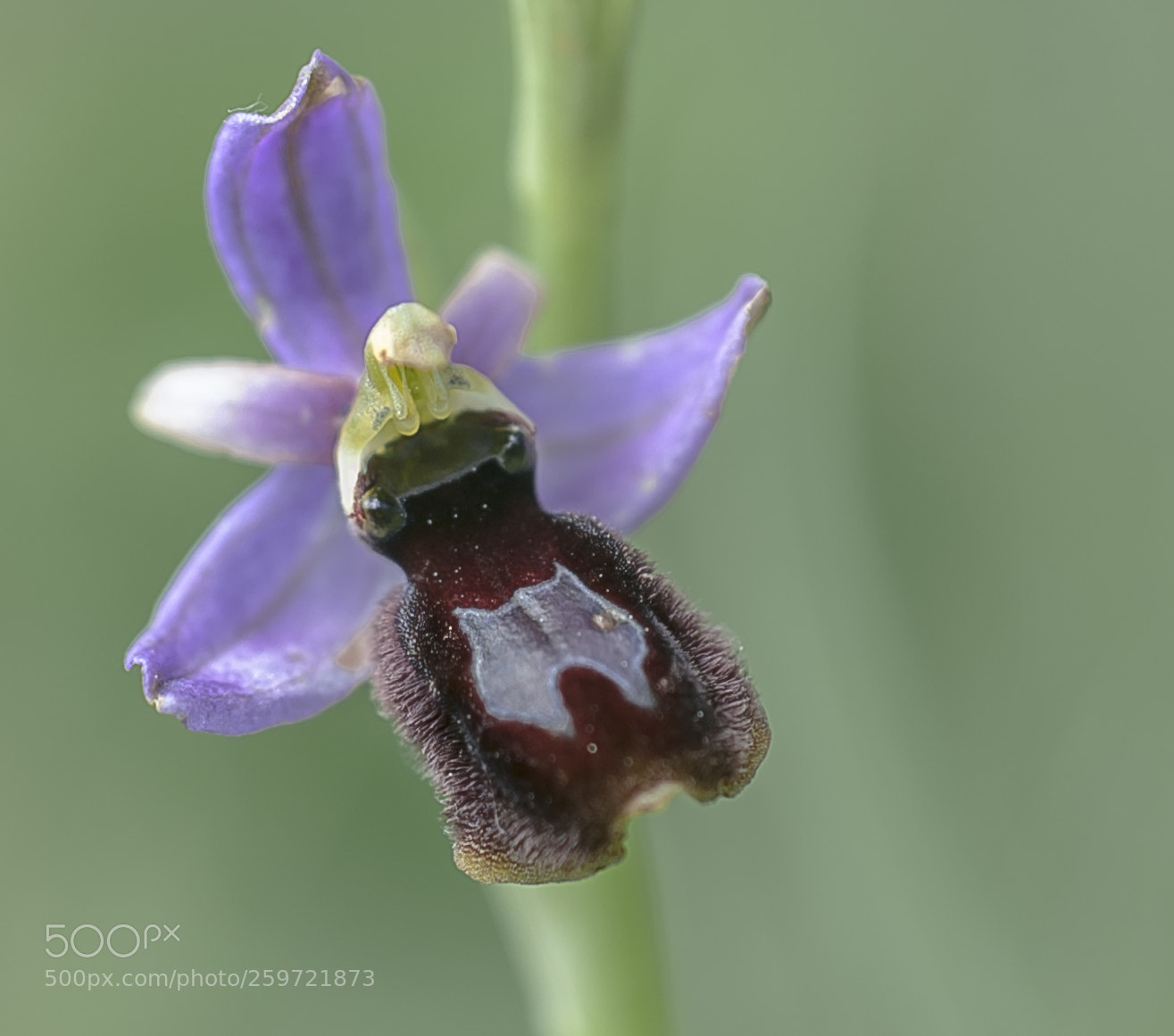 Nikon D3 sample photo. Una orquidea photography