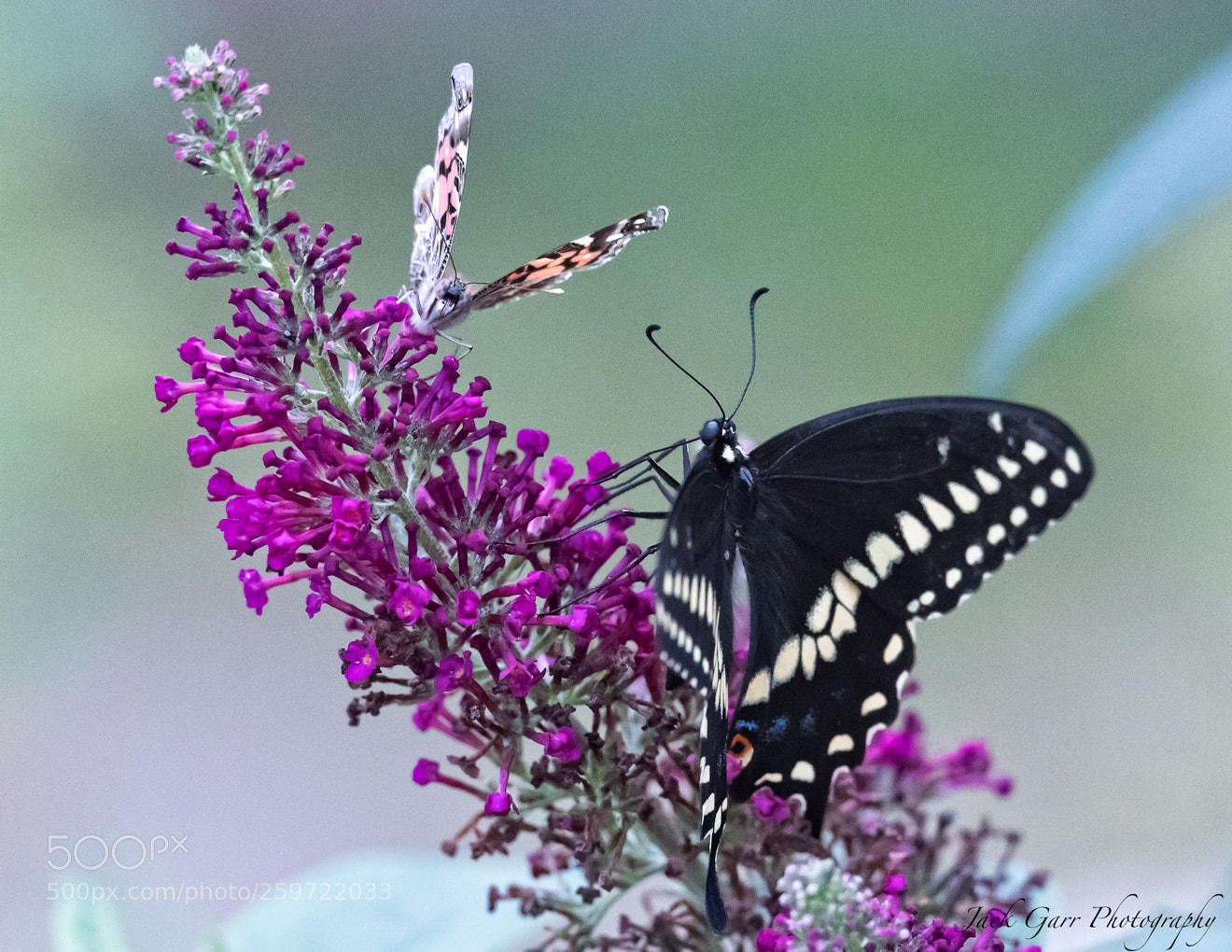 Canon EOS-1D X Mark II sample photo. Butterflies feeding photography