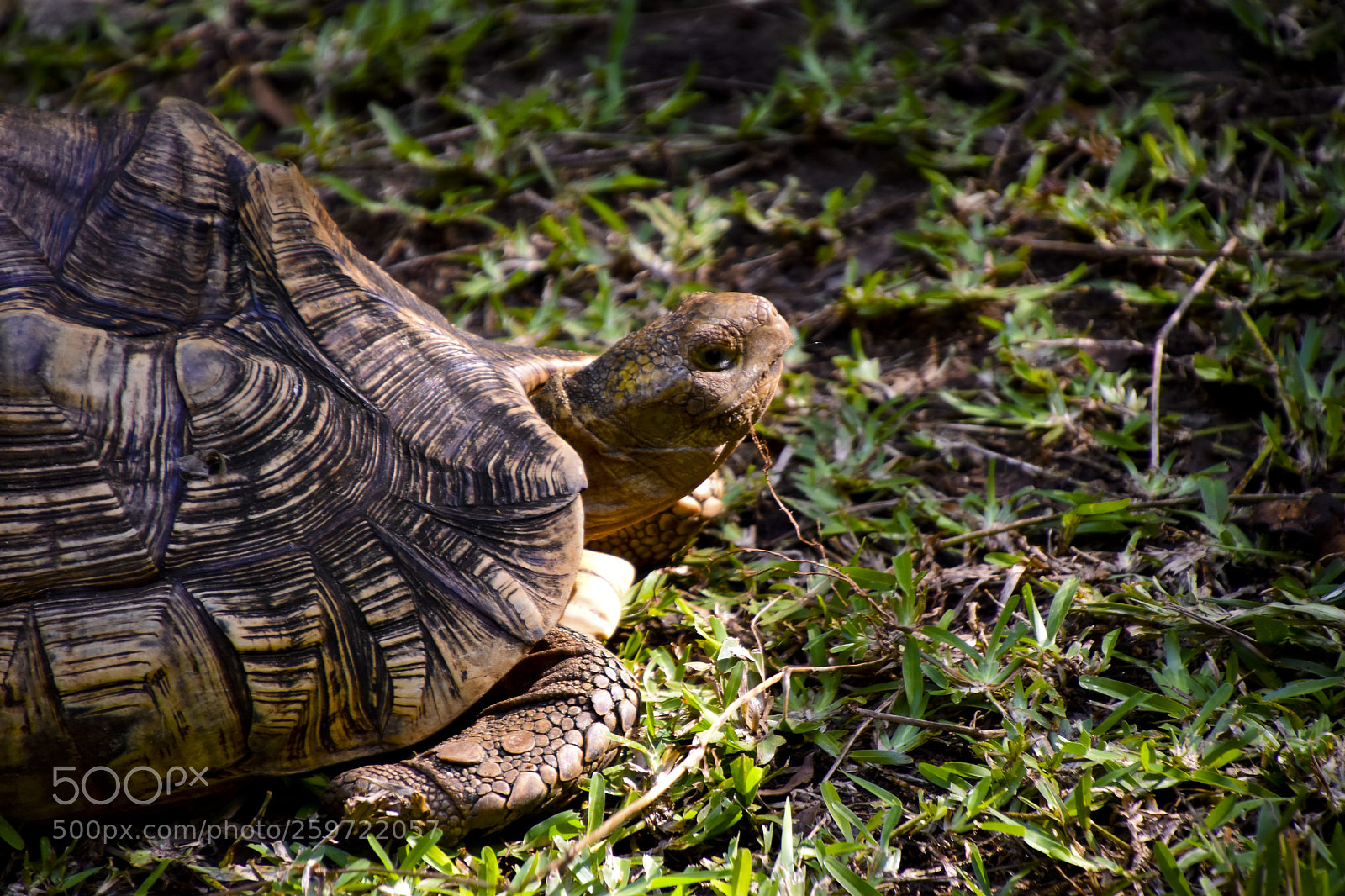 Nikon D5600 sample photo. Tortoise photography