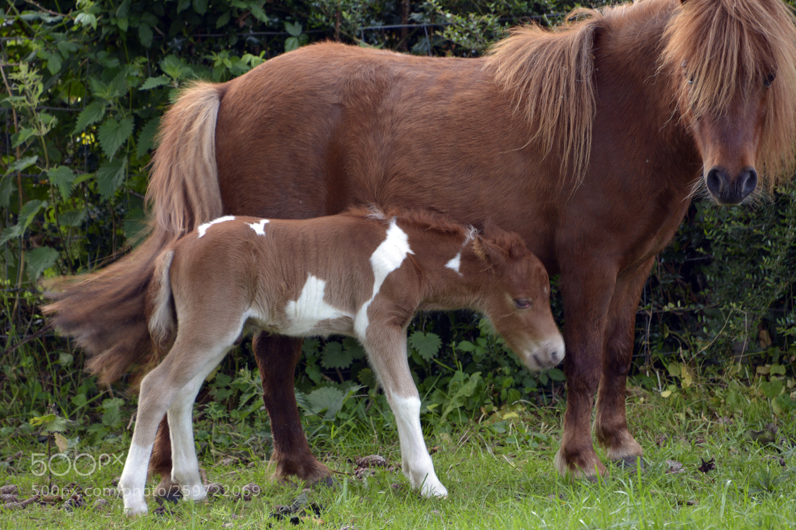 Nikon D7100 sample photo. Miniature foal photography