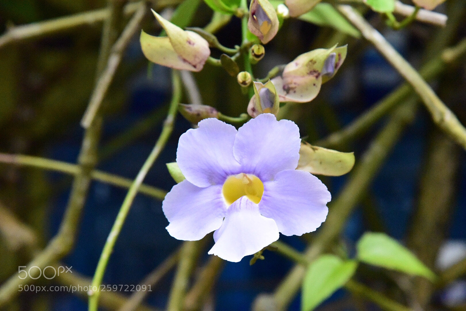Nikon D750 sample photo. Samaná photography