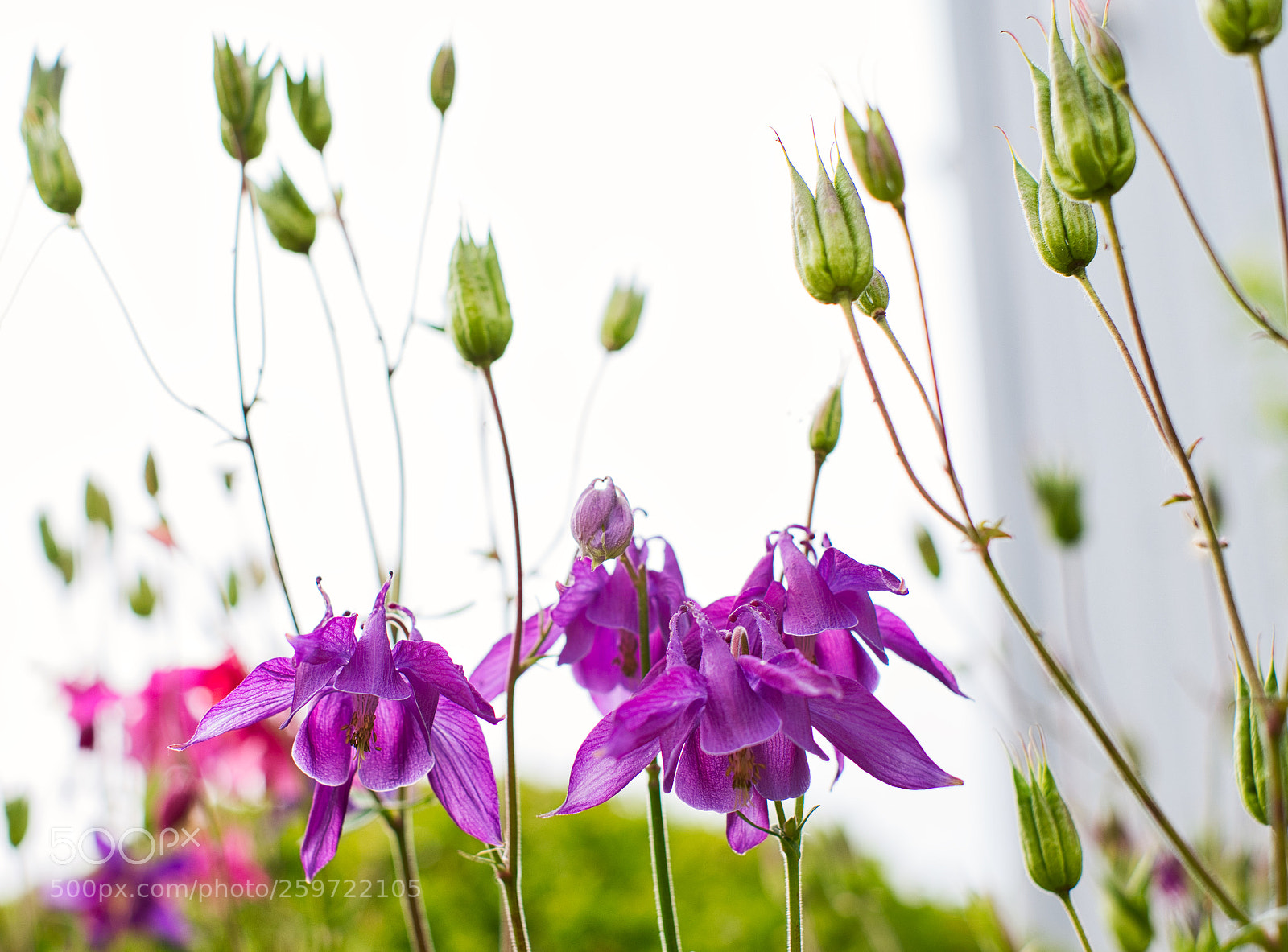 Fujifilm X-Pro2 sample photo. Blossoms photography