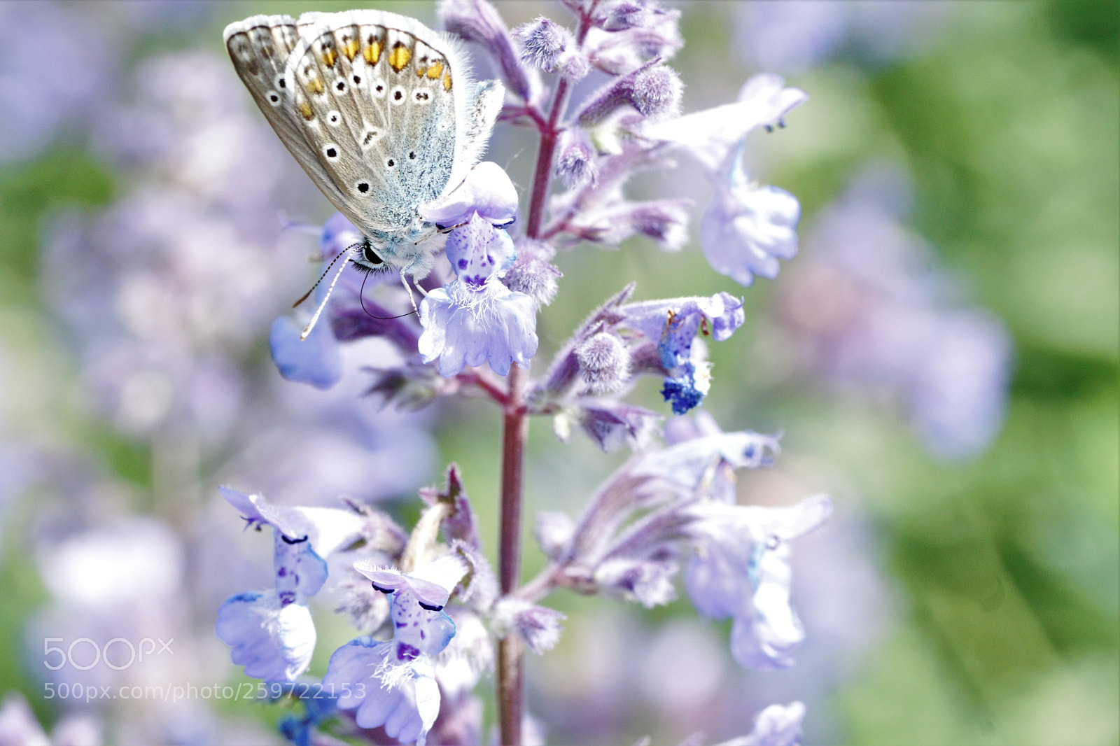 Sony ILCA-77M2 sample photo. Papillon photography