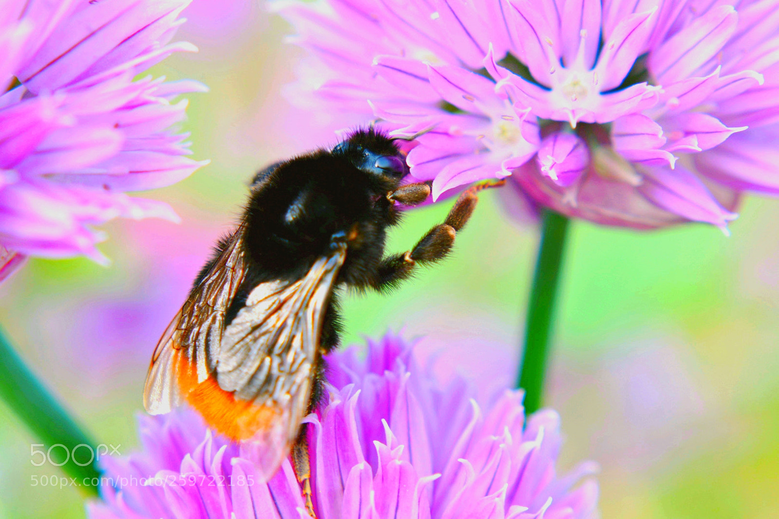 Nikon D3400 sample photo. A bumblebee on a photography