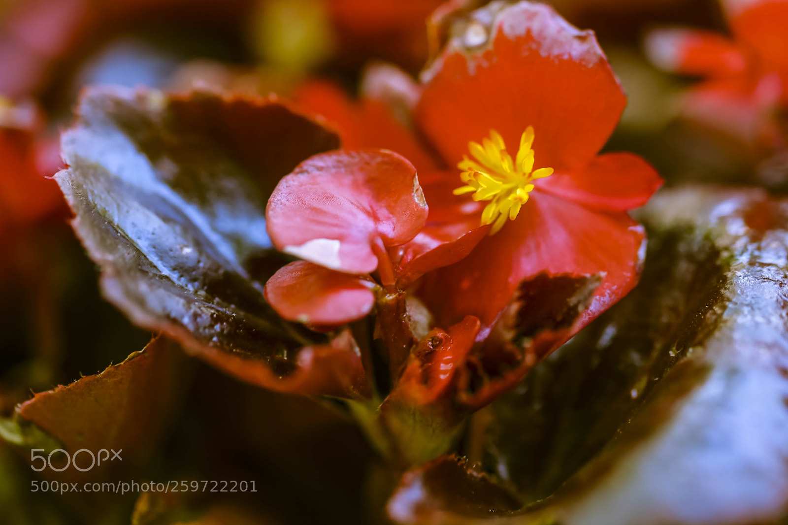 Canon EOS 6D sample photo. Begonia flowers photography