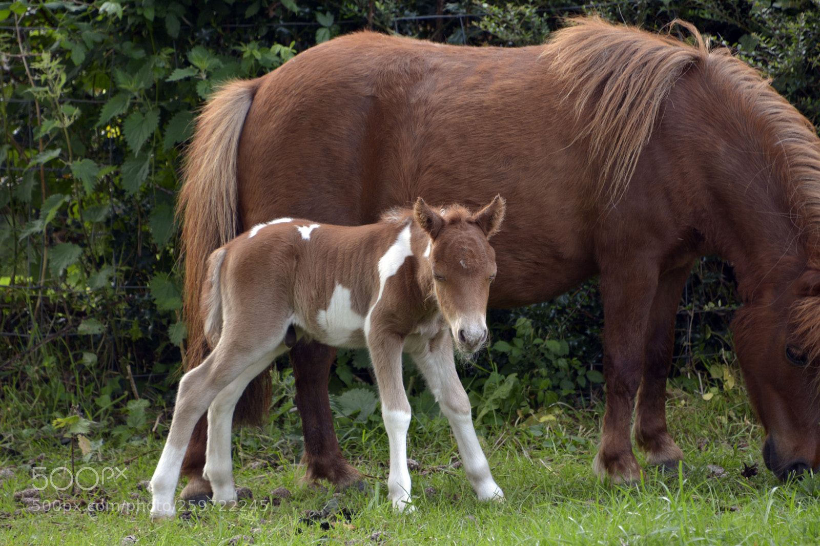 Nikon D7100 sample photo. Miniature foal photography