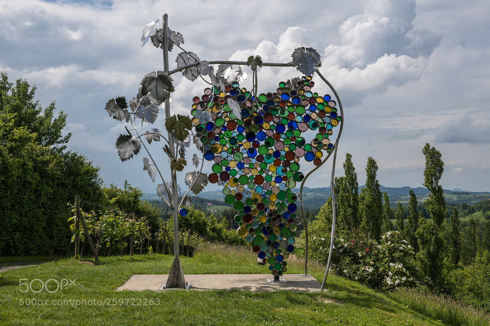 Nikon D850 sample photo. The largest wine grape photography