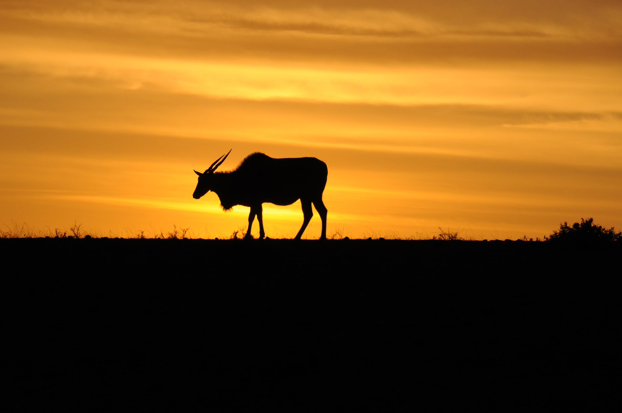Nikon D300S sample photo. Elan grazing photography