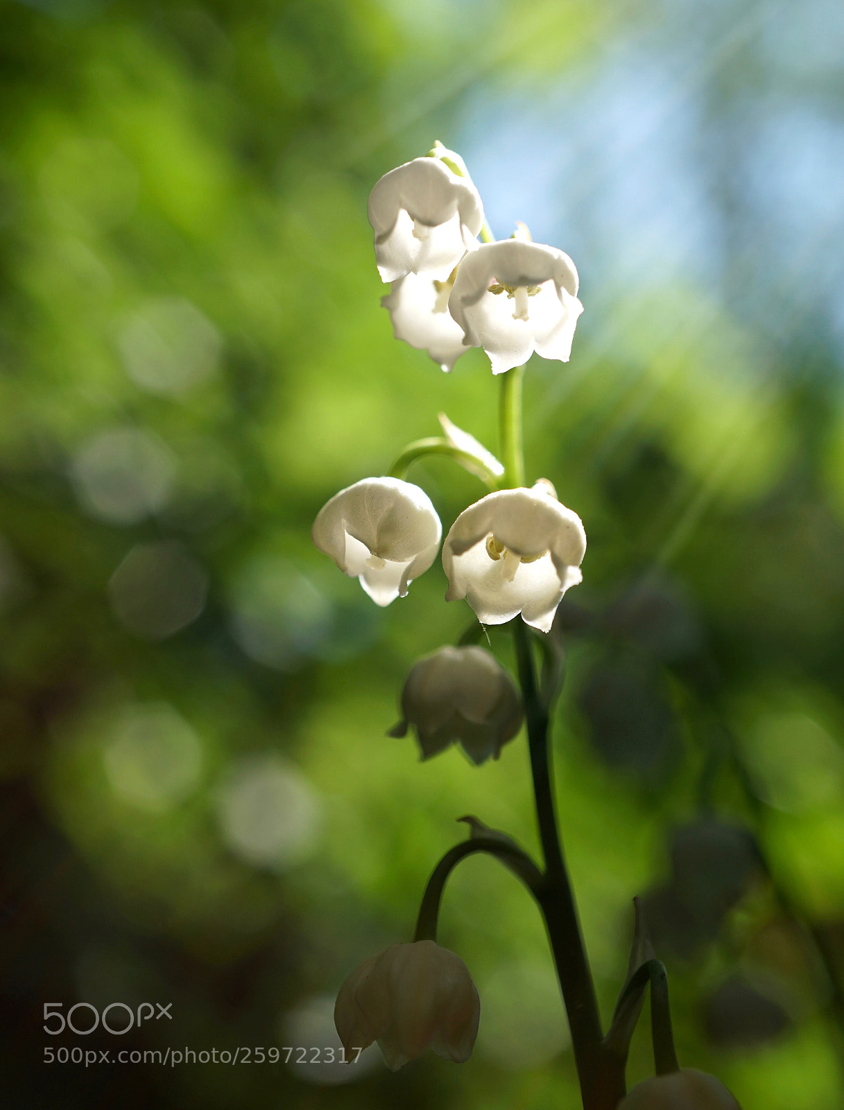 Sony a6500 sample photo. Lily of the valley photography
