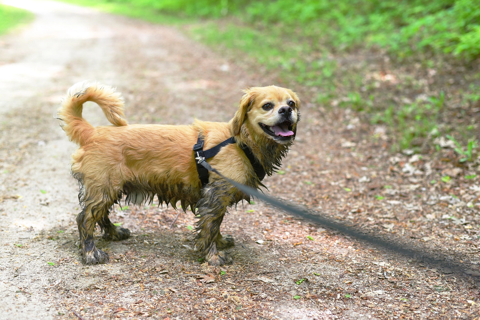 Nikon D750 sample photo. Happy, dirty dog photography