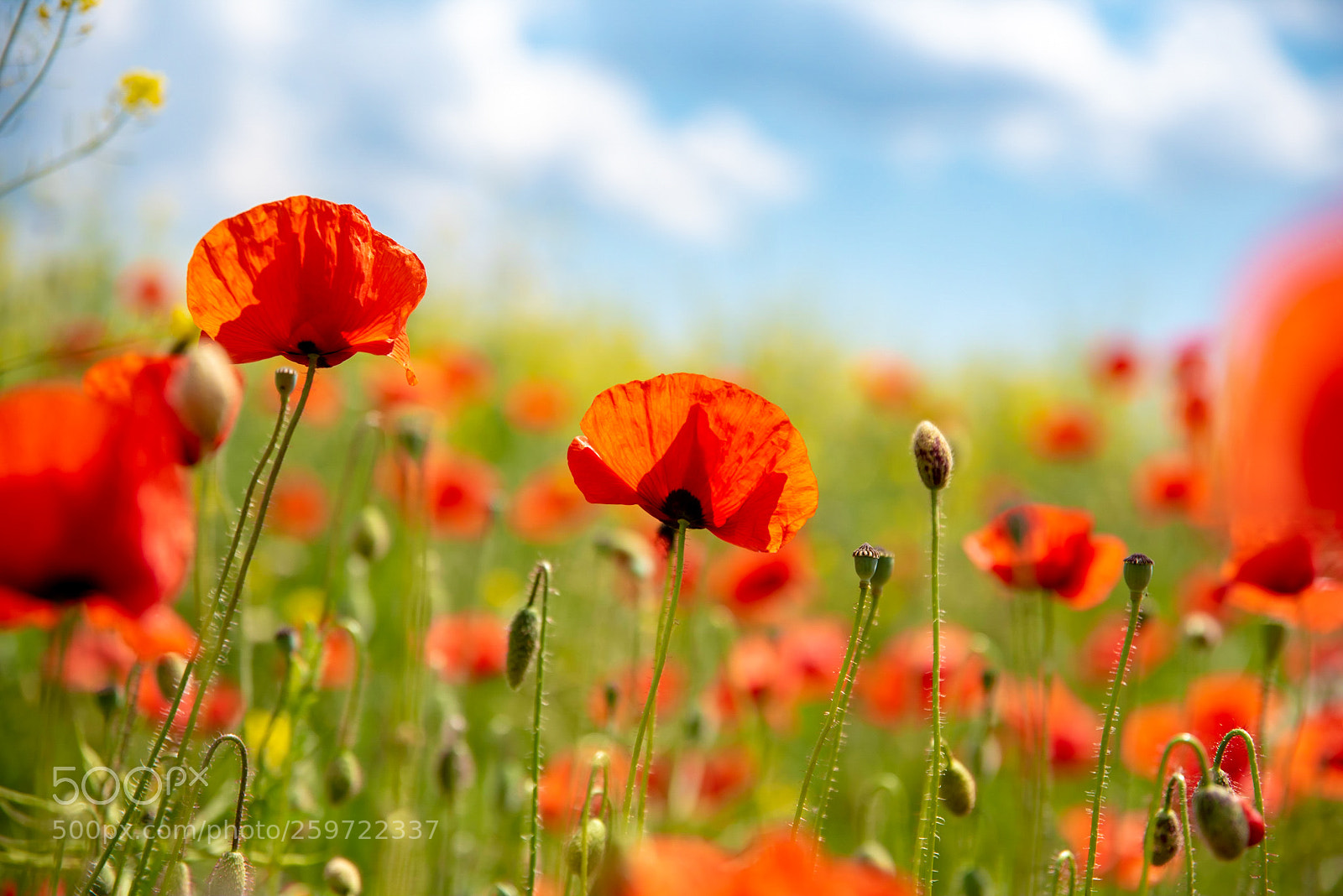 Nikon D750 sample photo. Poppy afternoon . . . photography