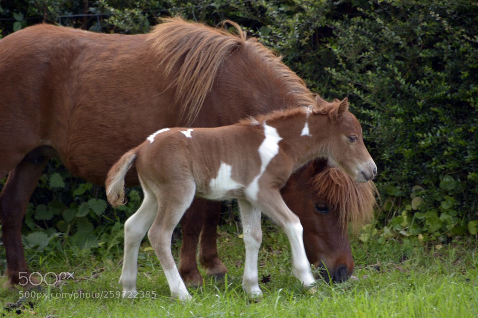 Nikon D7100 sample photo. Miniature foal photography