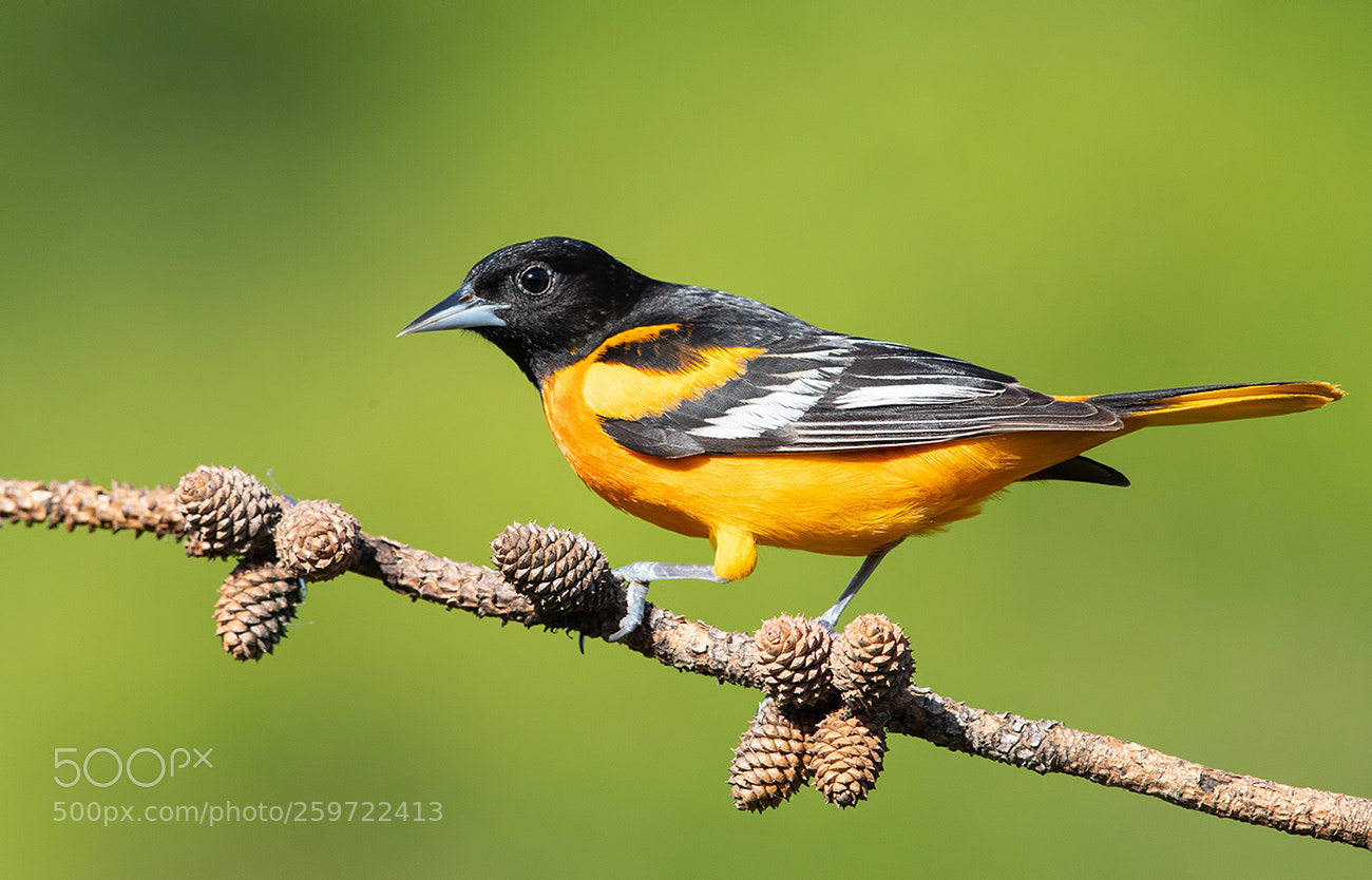 Canon EOS-1D X Mark II sample photo. Baltimore oriole male photography