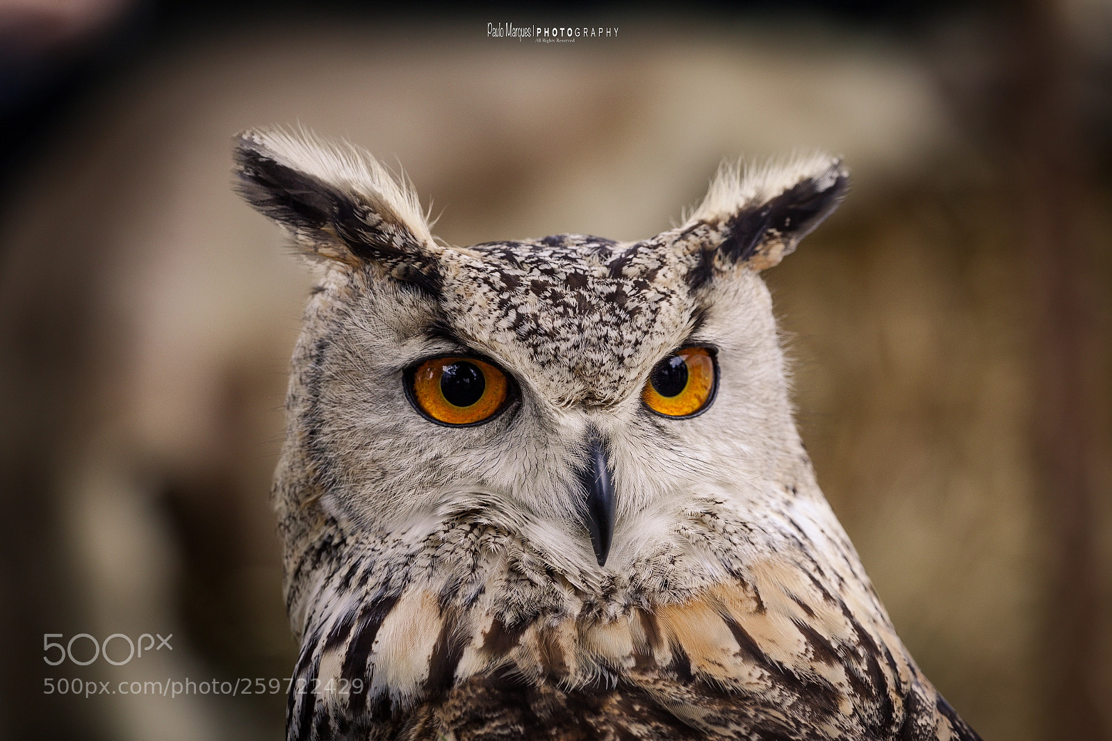 Canon EOS 50D sample photo. Owl photography