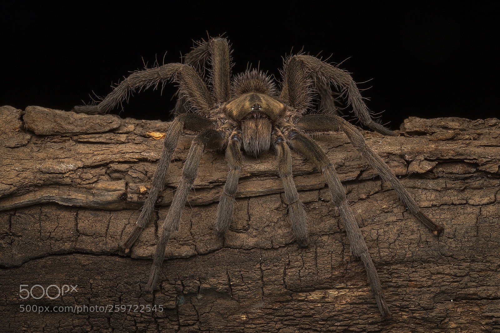 Canon EOS-1D X sample photo. Tarantula photography