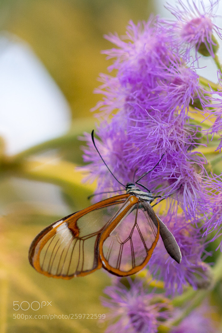 Canon EOS 7D sample photo. Butterfly greta oitto photography