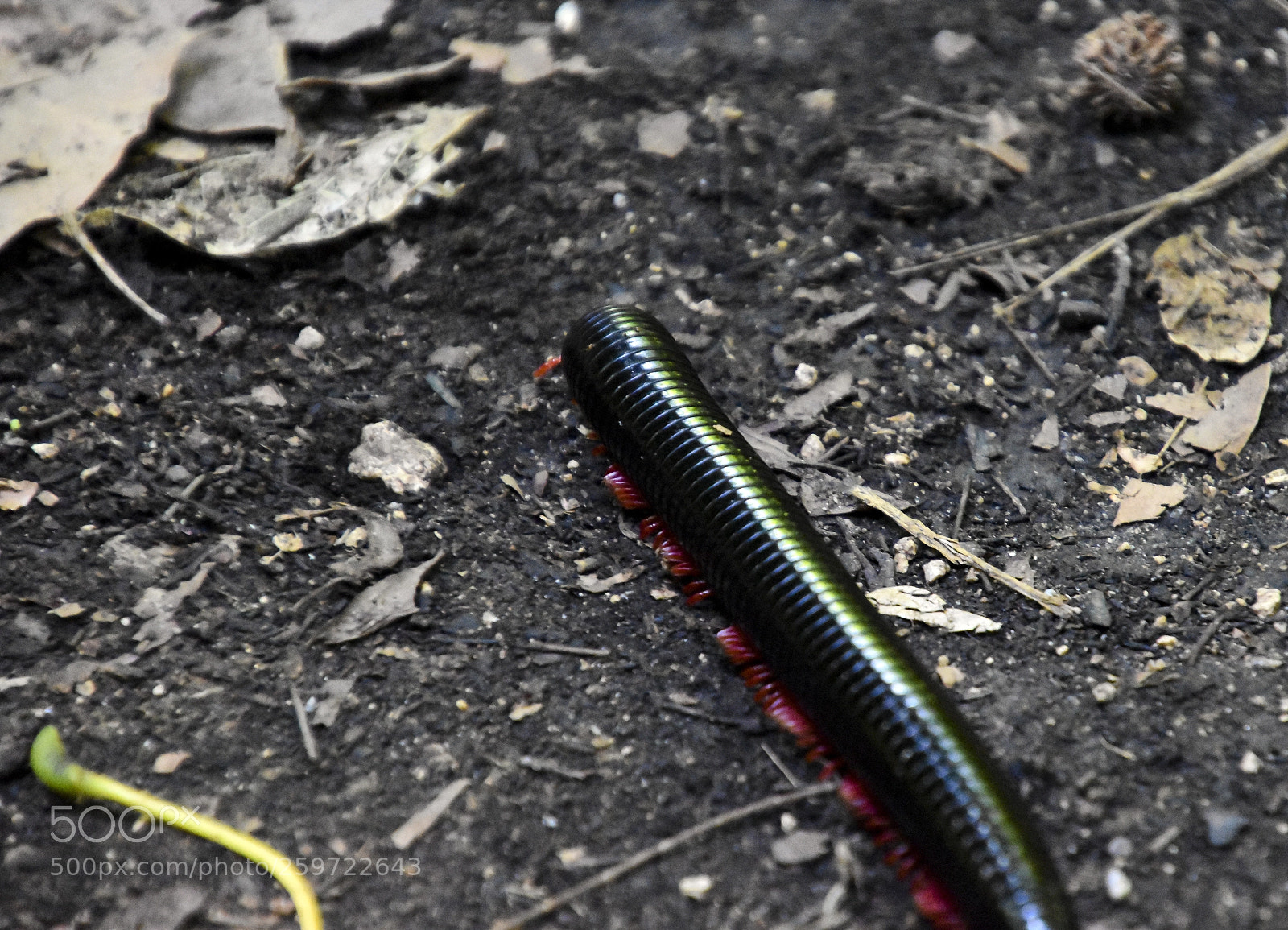 Nikon D5600 sample photo. Millipede photography