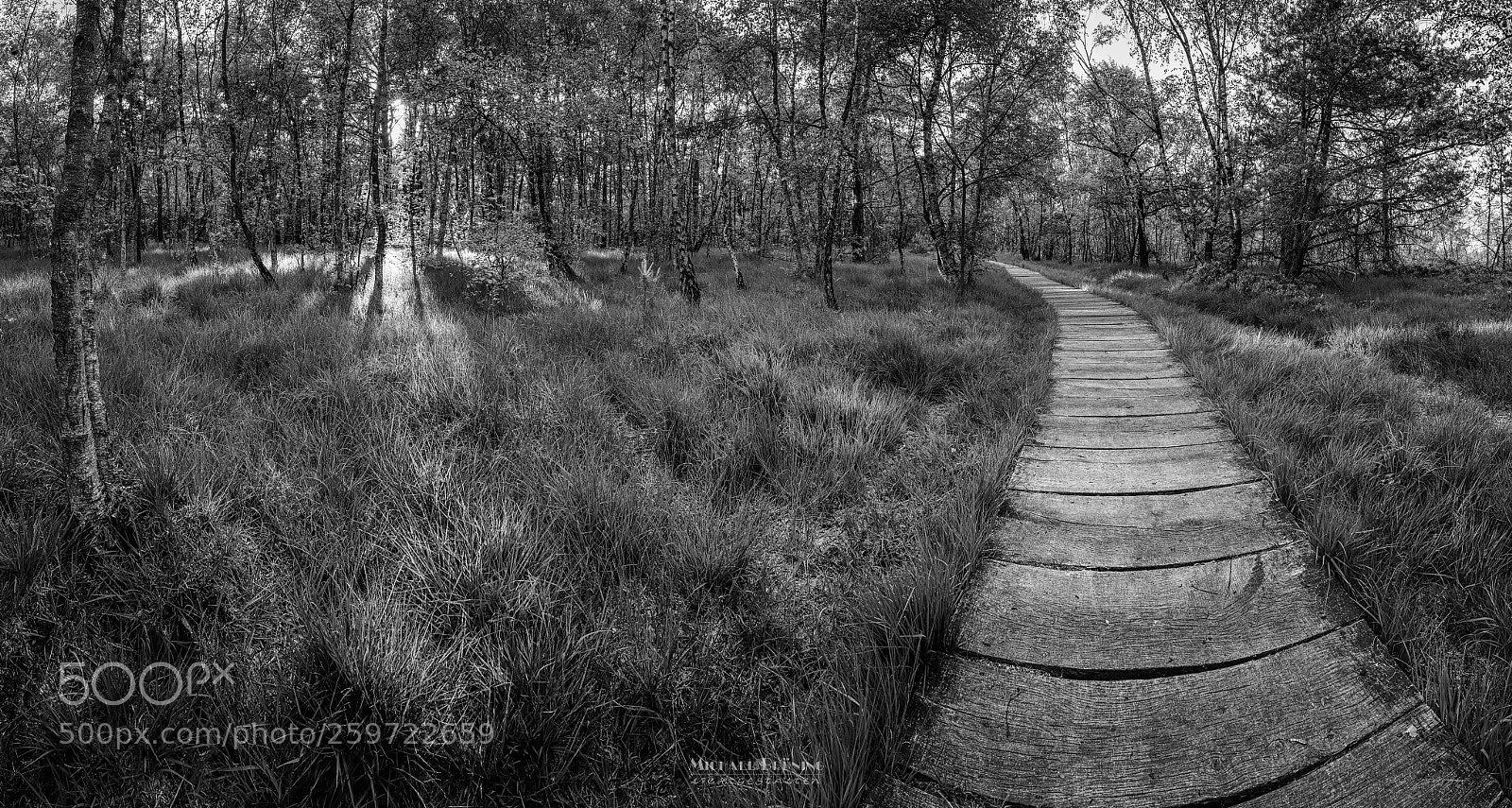 Nikon D600 sample photo. Boardwalk in the moore photography