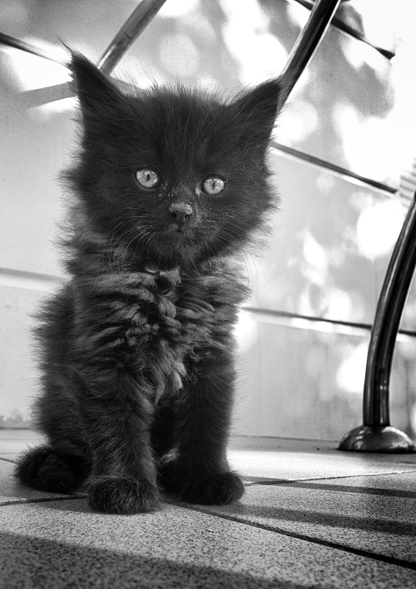 Nokia Lumia 1520 sample photo. Kitten photography
