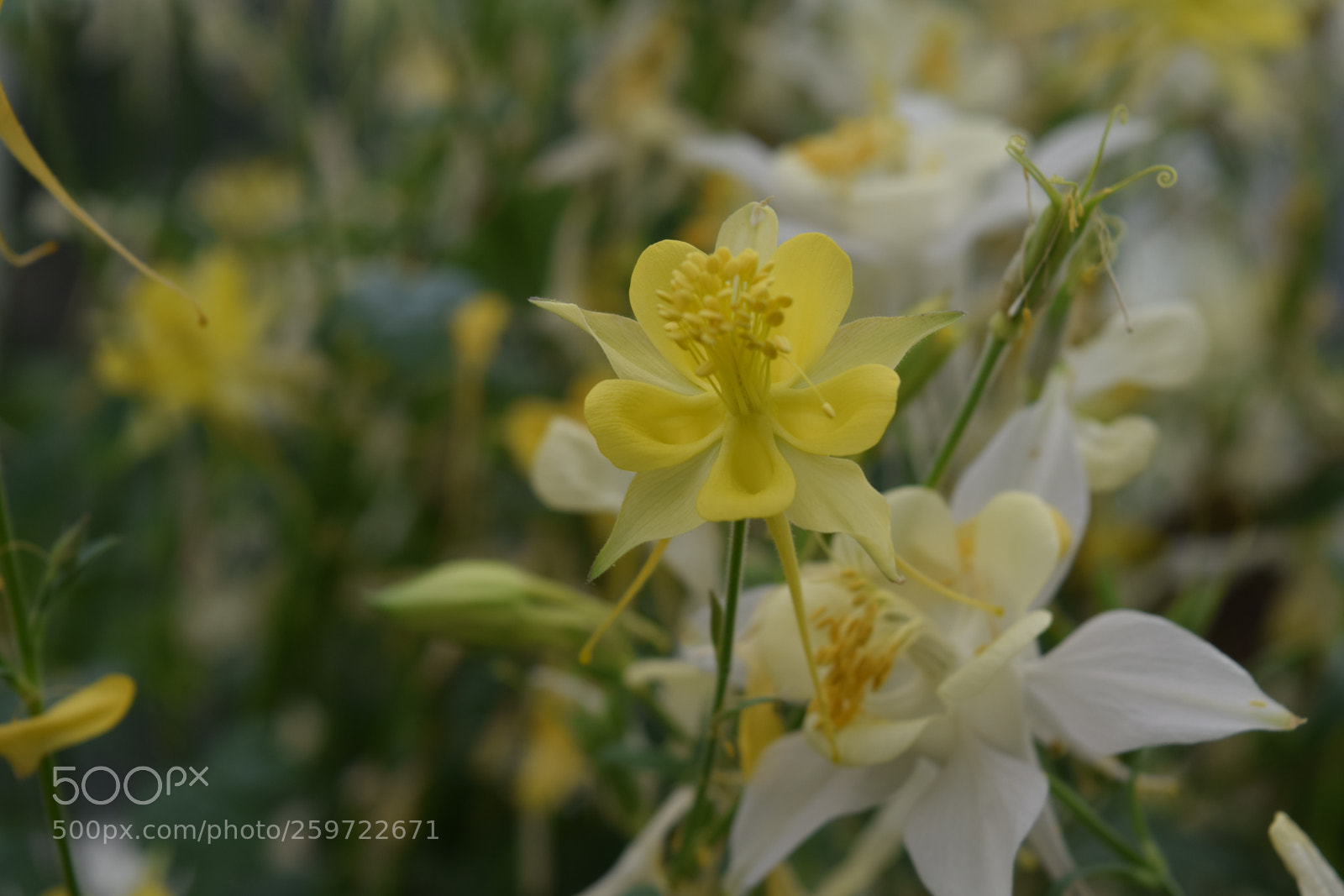Nikon D3300 sample photo. Yellow flowers photography