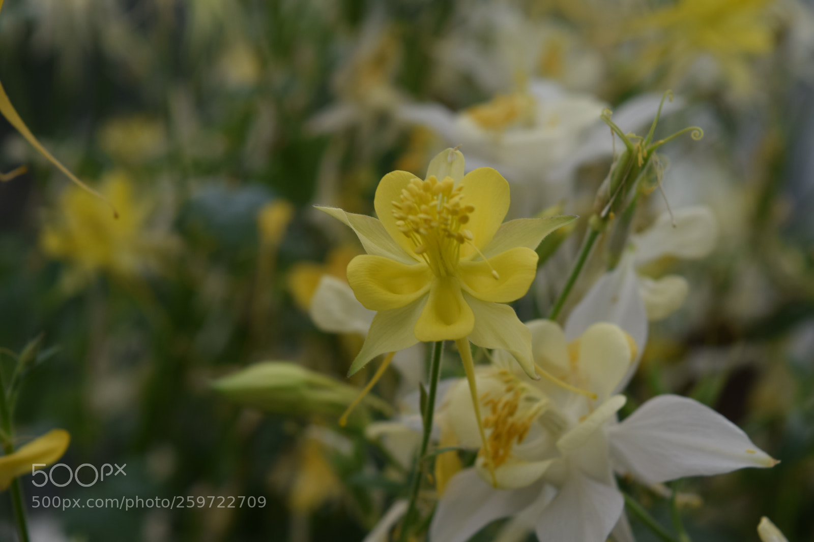 Nikon D3300 sample photo. Yellow flowers photography