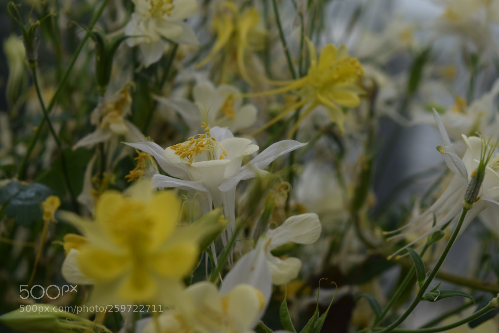 Nikon D3300 sample photo. Yellow flowers photography