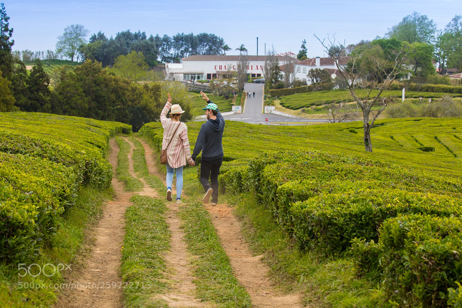 Canon EOS 5D Mark IV sample photo. Gorreana tea plantation photography
